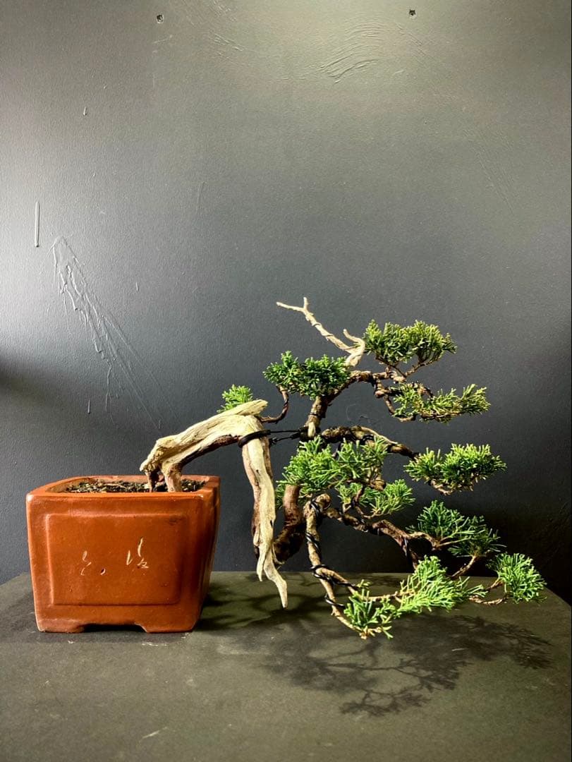 糸魚川真柏盆栽 ☆山木、半懸崖☆