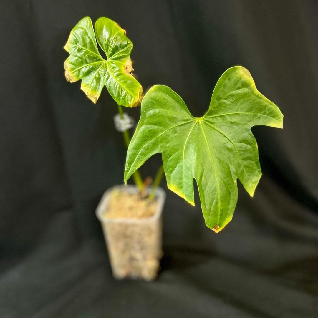 アンスリウム　ペダトラディアツム　レア　原種アンスリウム　②