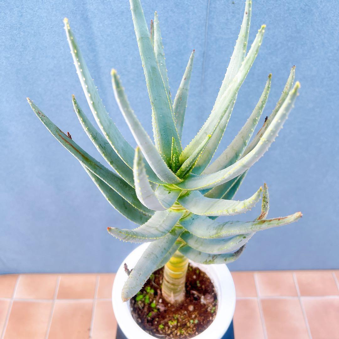 現品　アロエ　ディコトマ　19番　幹上がり　根上がり　多肉植物　ドライガーデン