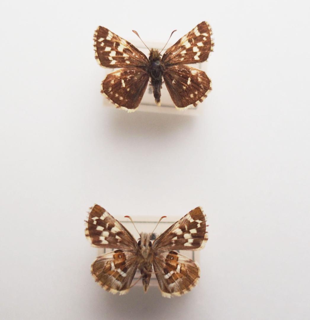 ｟蝶標本｠山梨県産　チャマダラセセリ　２♂ （表＆裏展翅）