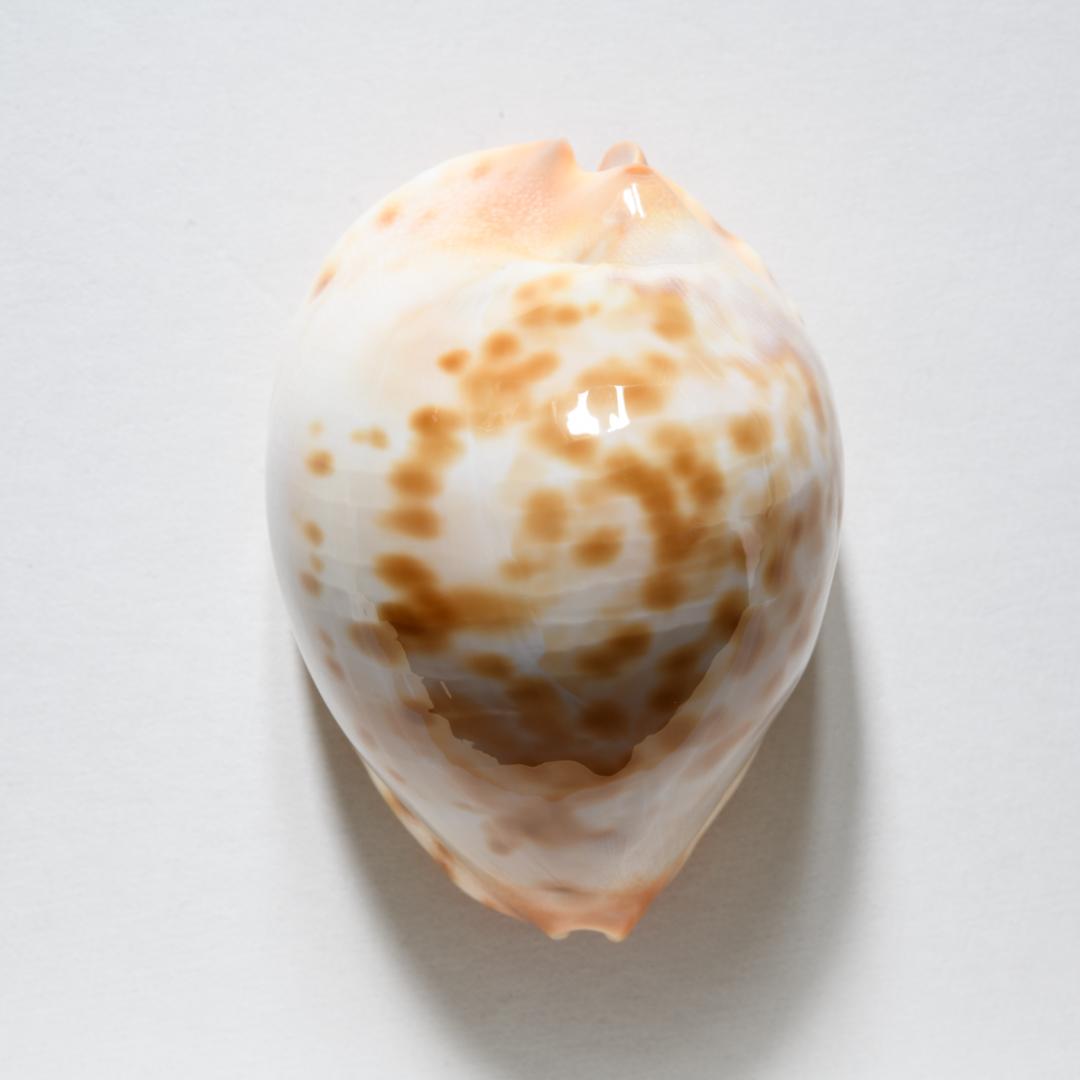 コガネケイトダカラ（\