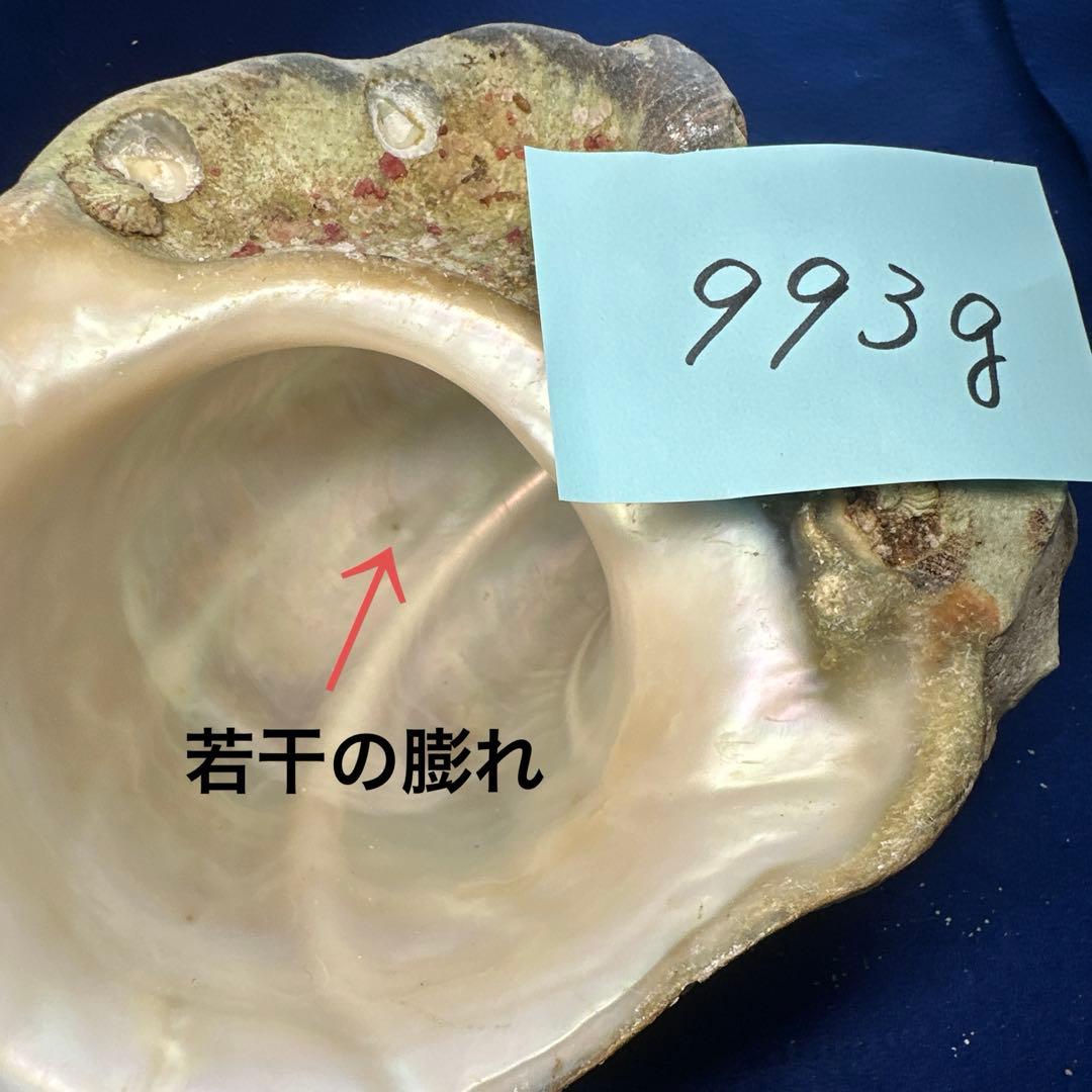夜光貝　ヤコウ貝　まとめ売り　17個　15、5kg アクセサリー　ルアー