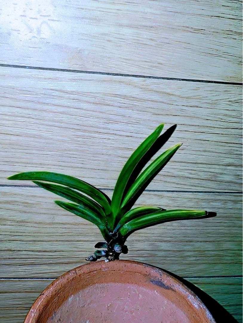 【年末特価品】富貴蘭「金牡丹黄縞」