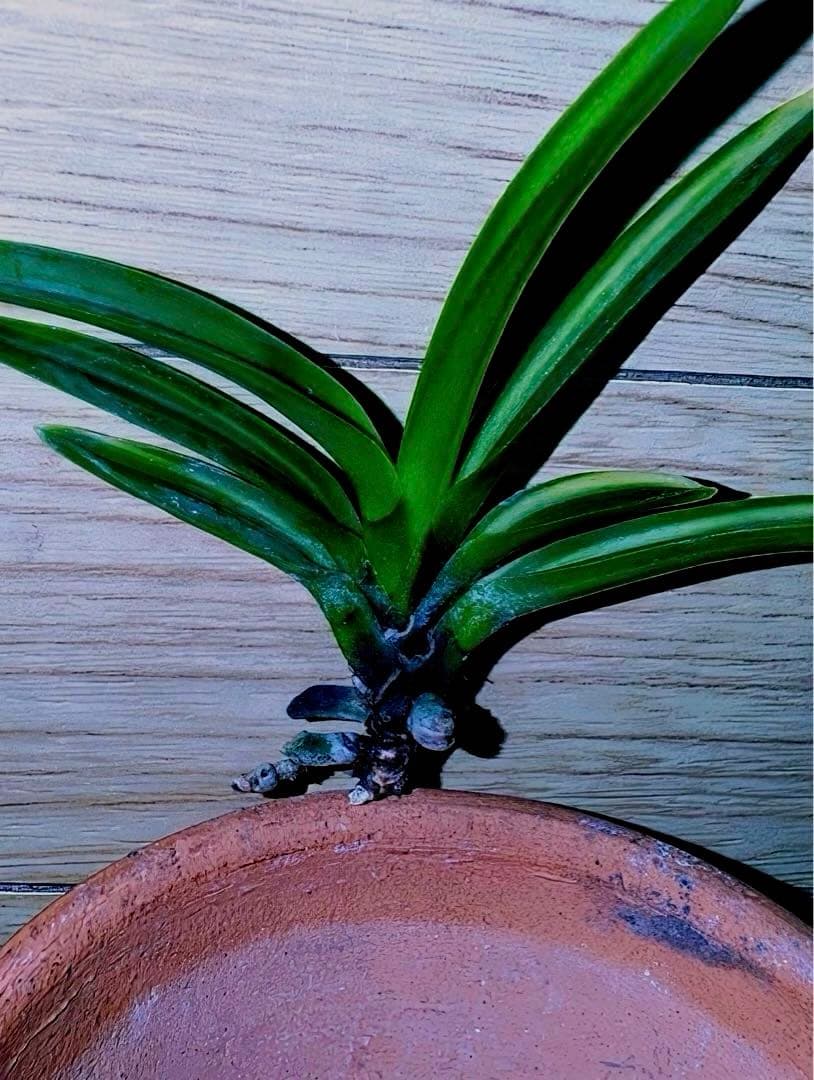 【年末特価品】富貴蘭「金牡丹黄縞」