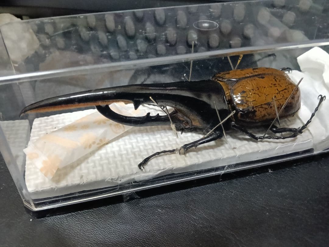 昆虫標本 超大型血統ヘラクレスオオカブト雄163mm 美形