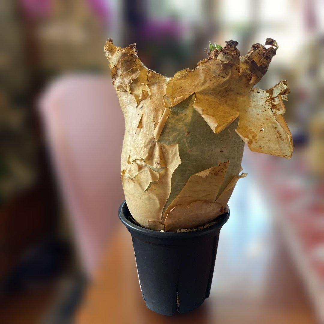 キフォステンマ マクロプス 大きめ 現地球