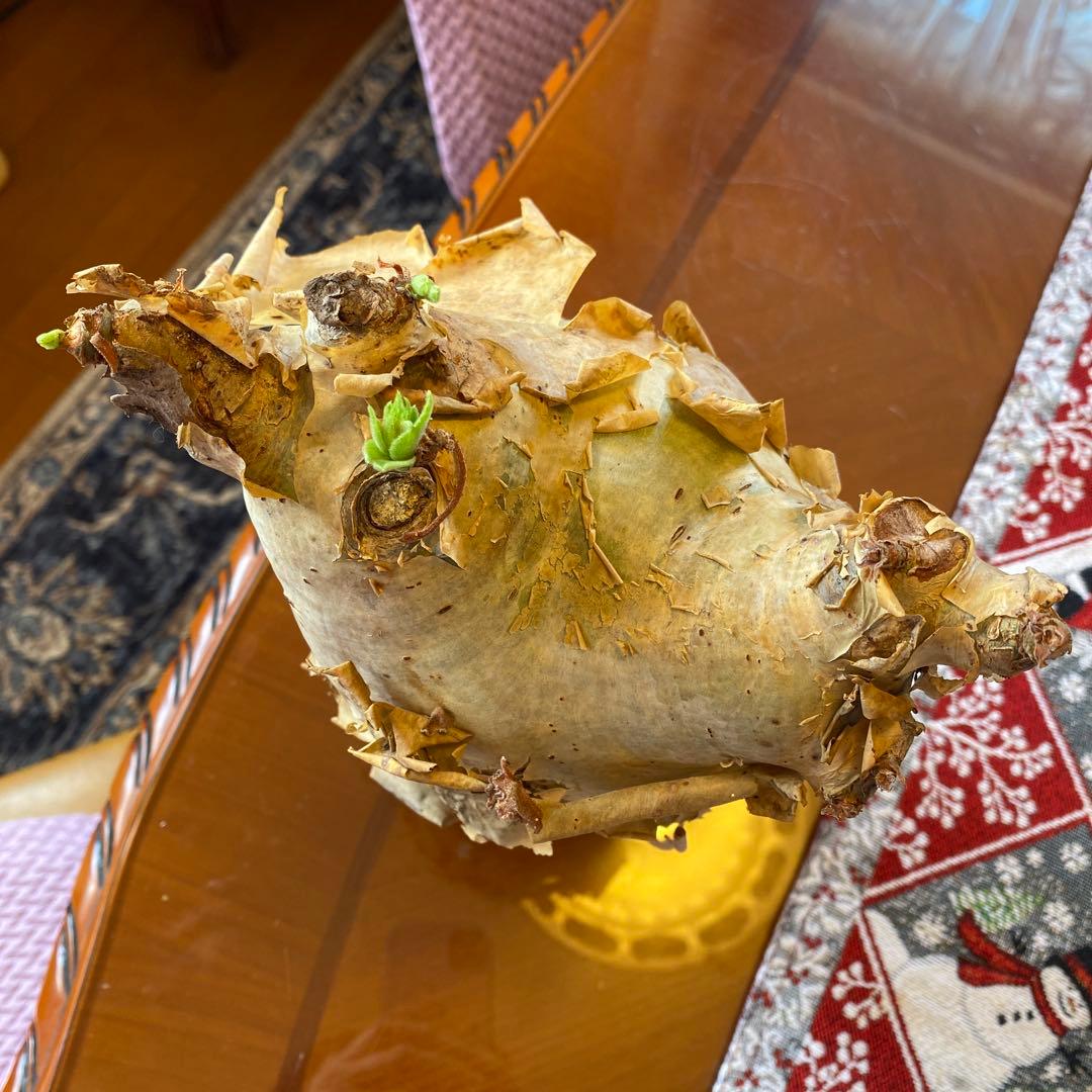 キフォステンマ マクロプス 大きめ 現地球