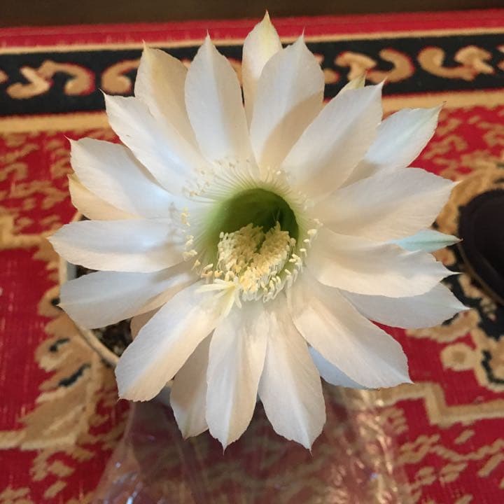 サボテン　エキノプシス属　短毛丸