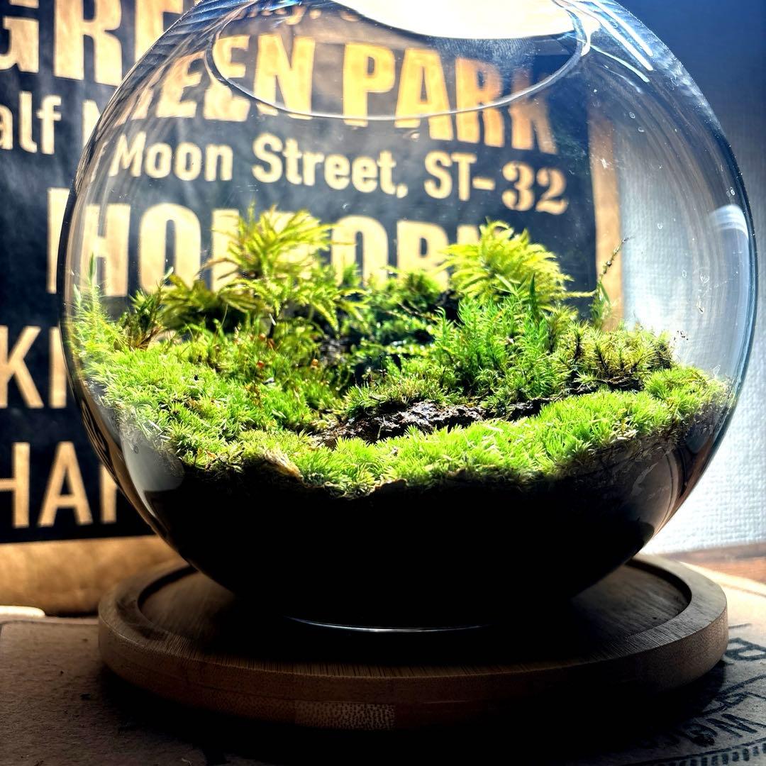 ❣️苔アート❣️溶岩石活着❣️苔リューム❣️一点物❣️完成品❣️送料込み❣️