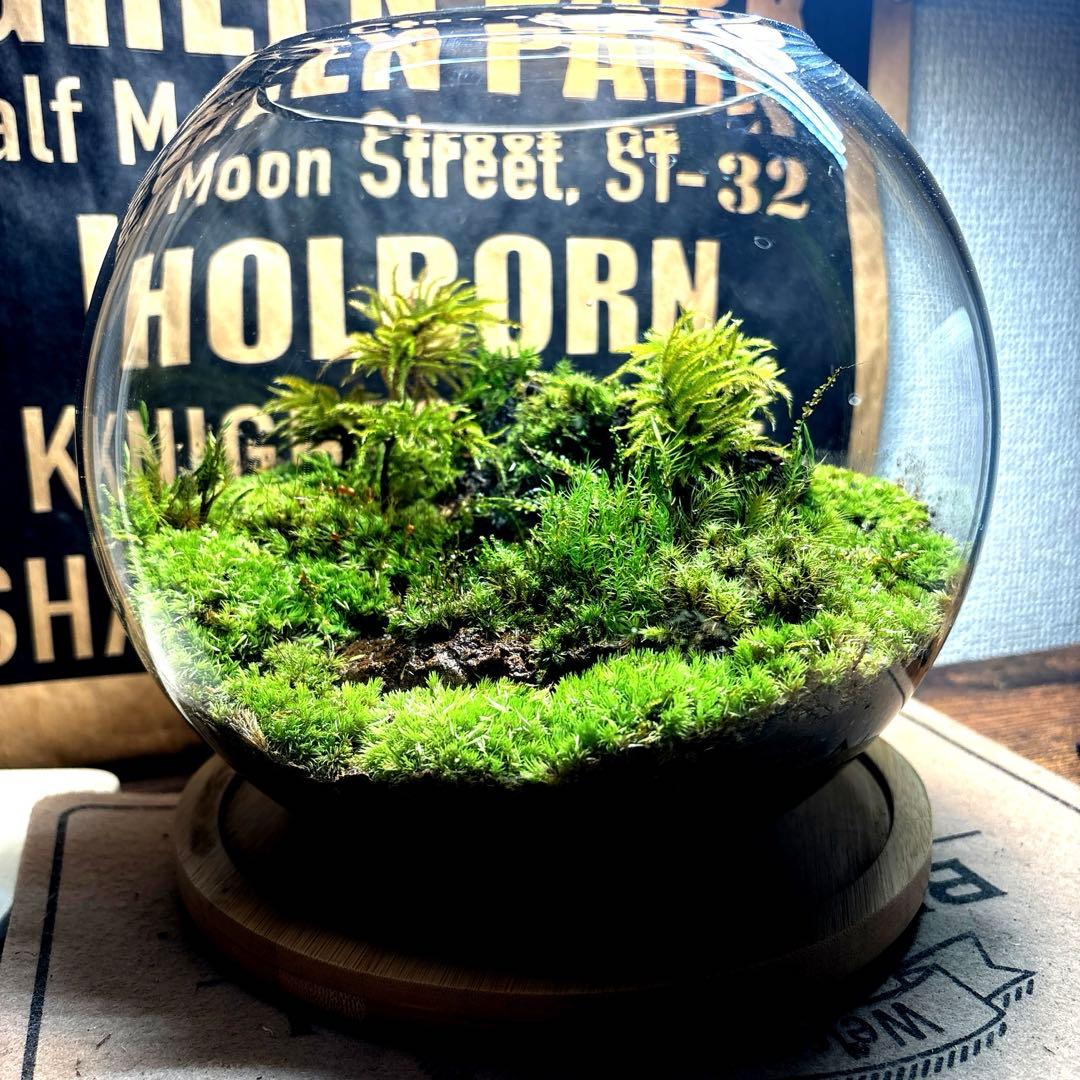 ❣️苔アート❣️溶岩石活着❣️苔リューム❣️一点物❣️完成品❣️送料込み❣️