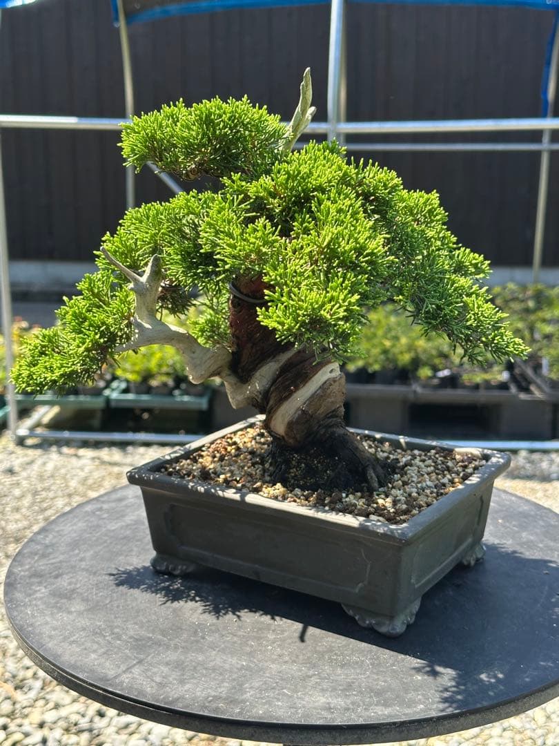 盆栽 糸魚川真柏 太幹 貴風サイズ-2