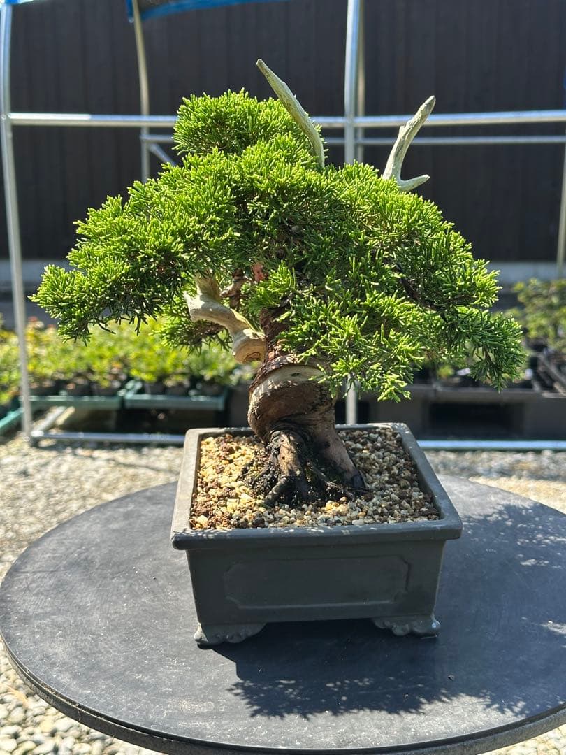 盆栽 糸魚川真柏 太幹 貴風サイズ-2