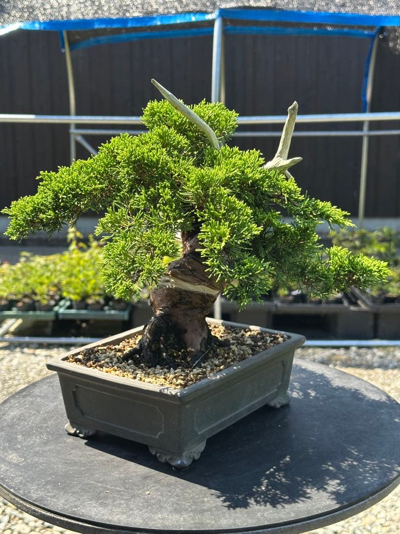 盆栽 糸魚川真柏 太幹 貴風サイズ-2