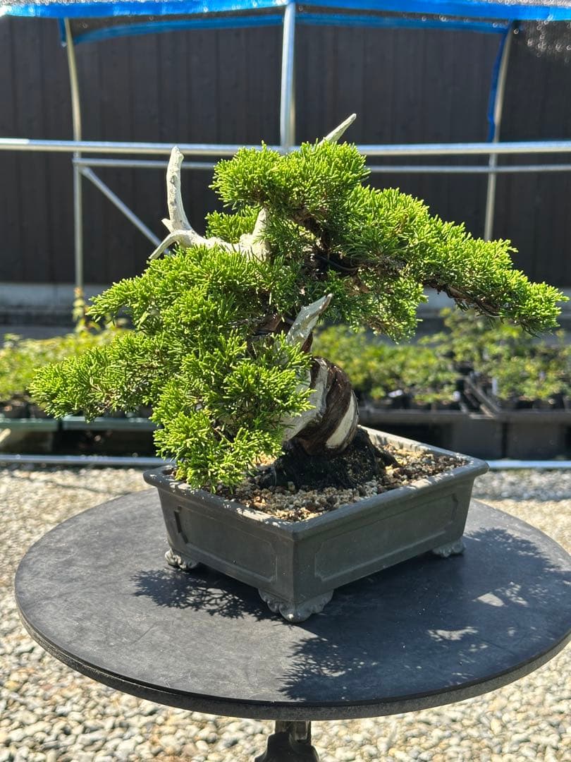 盆栽 糸魚川真柏 太幹 貴風サイズ-2