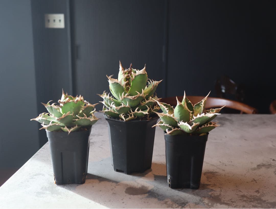 アガベ　チタノタ　セット売り