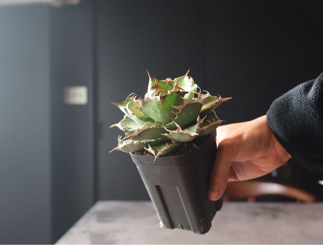 アガベ　チタノタ　セット売り