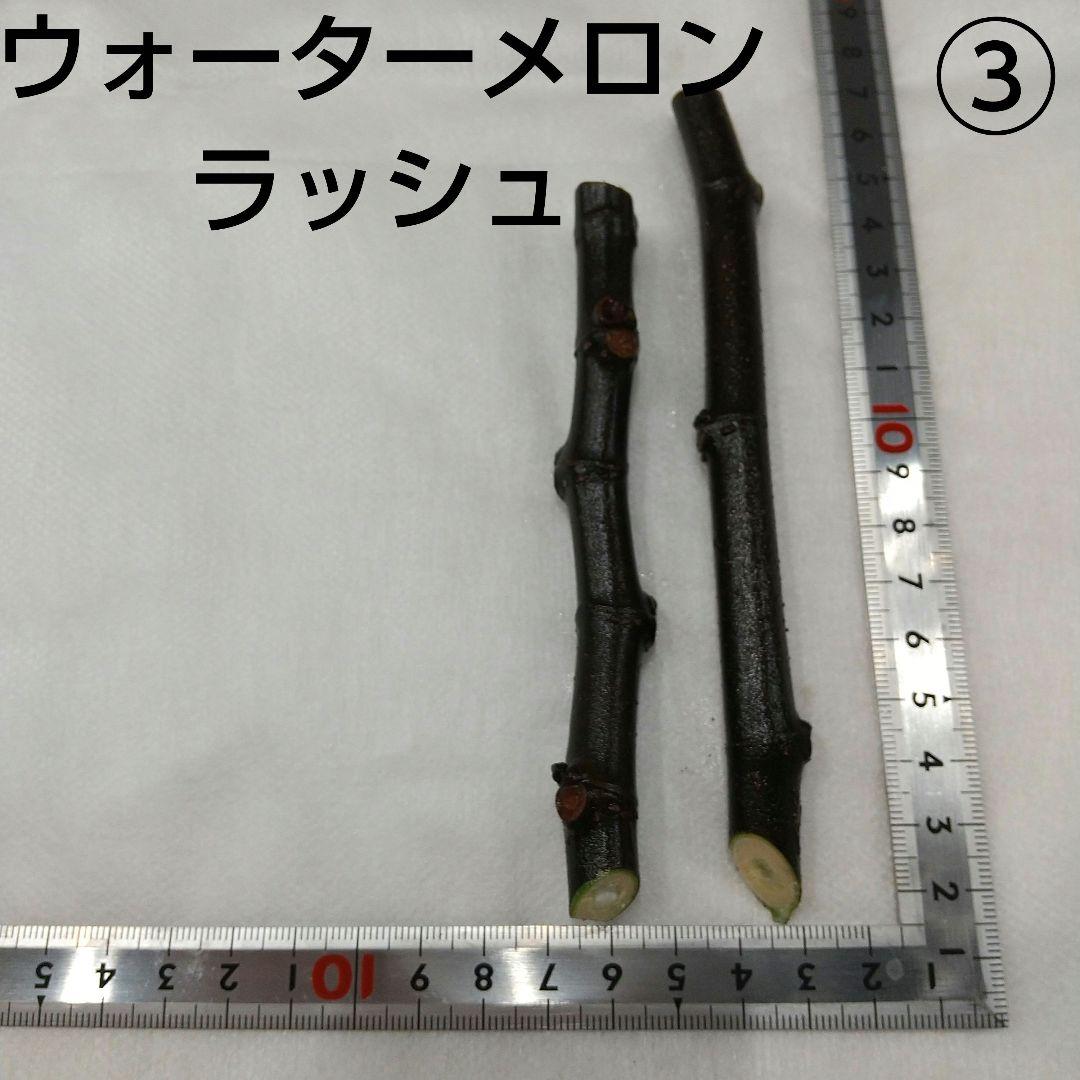 ③◆イチジク穂木2本◆ウォーターメロンラッシュ③【親木の写真あり・結実実績あり】