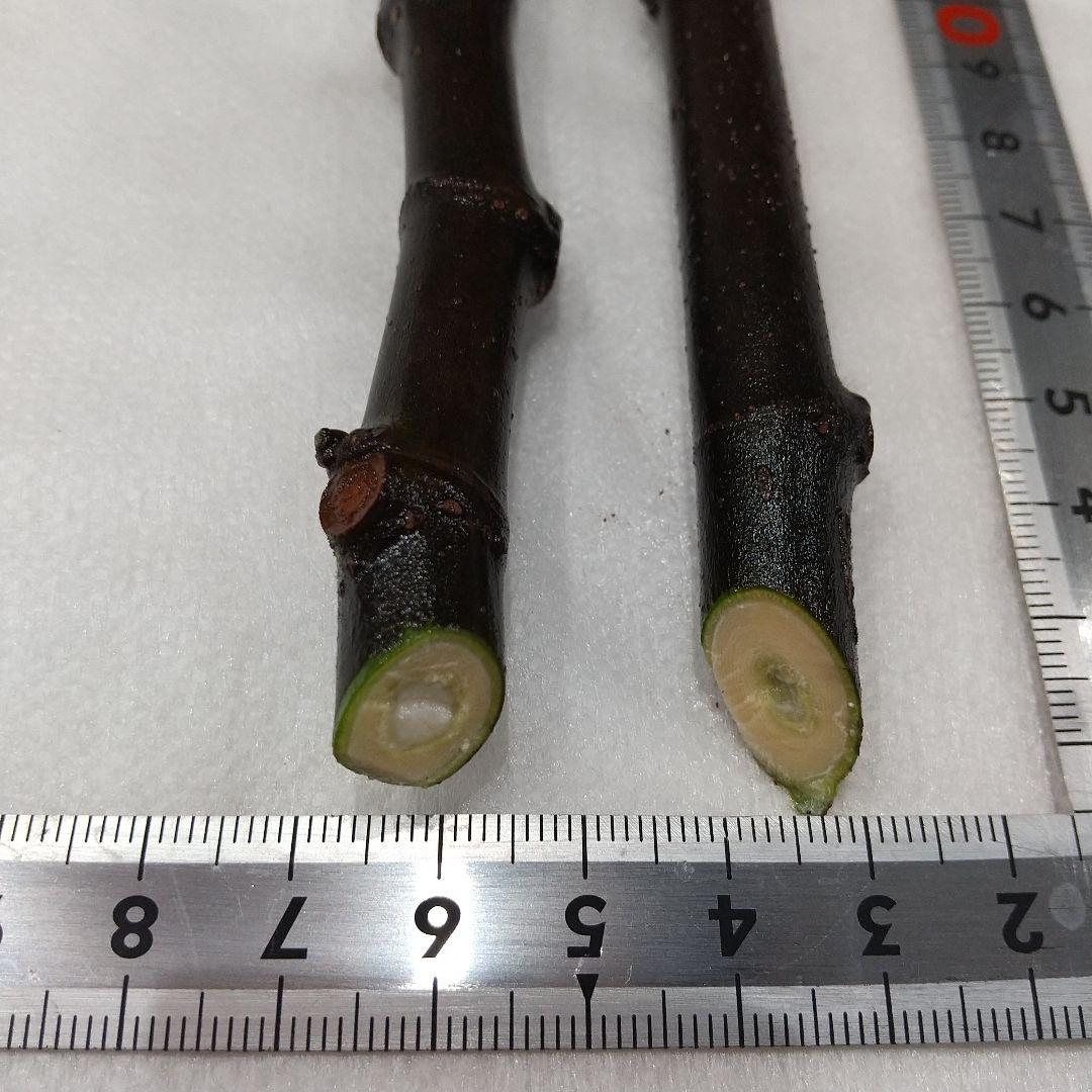 ③◆イチジク穂木2本◆ウォーターメロンラッシュ③【親木の写真あり・結実実績あり】