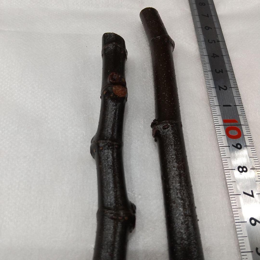 ③◆イチジク穂木2本◆ウォーターメロンラッシュ③【親木の写真あり・結実実績あり】