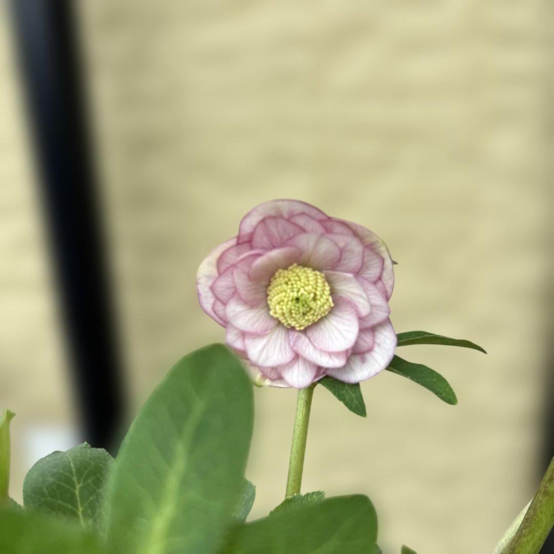 小輪多弁手毬プリマヴェーラ交配ddクリスマスローズ　開花株　加藤農園　苗　現品