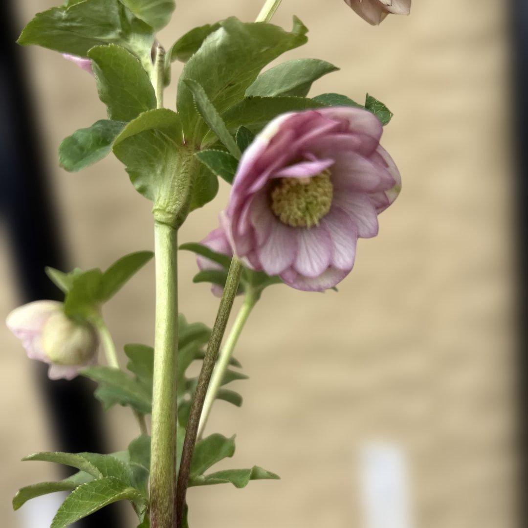 小輪多弁手毬プリマヴェーラ交配ddクリスマスローズ　開花株　加藤農園　苗　現品