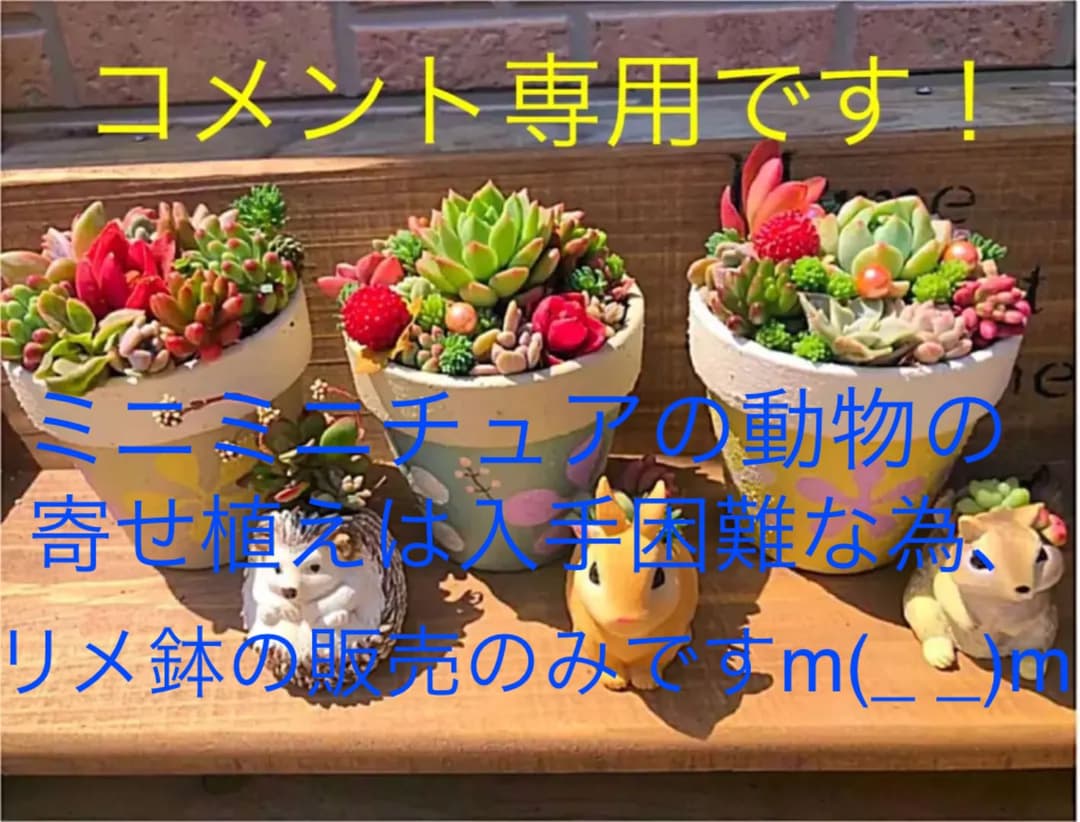 コメント専用です！多肉植物の寄せ植え◡̈⃝︎