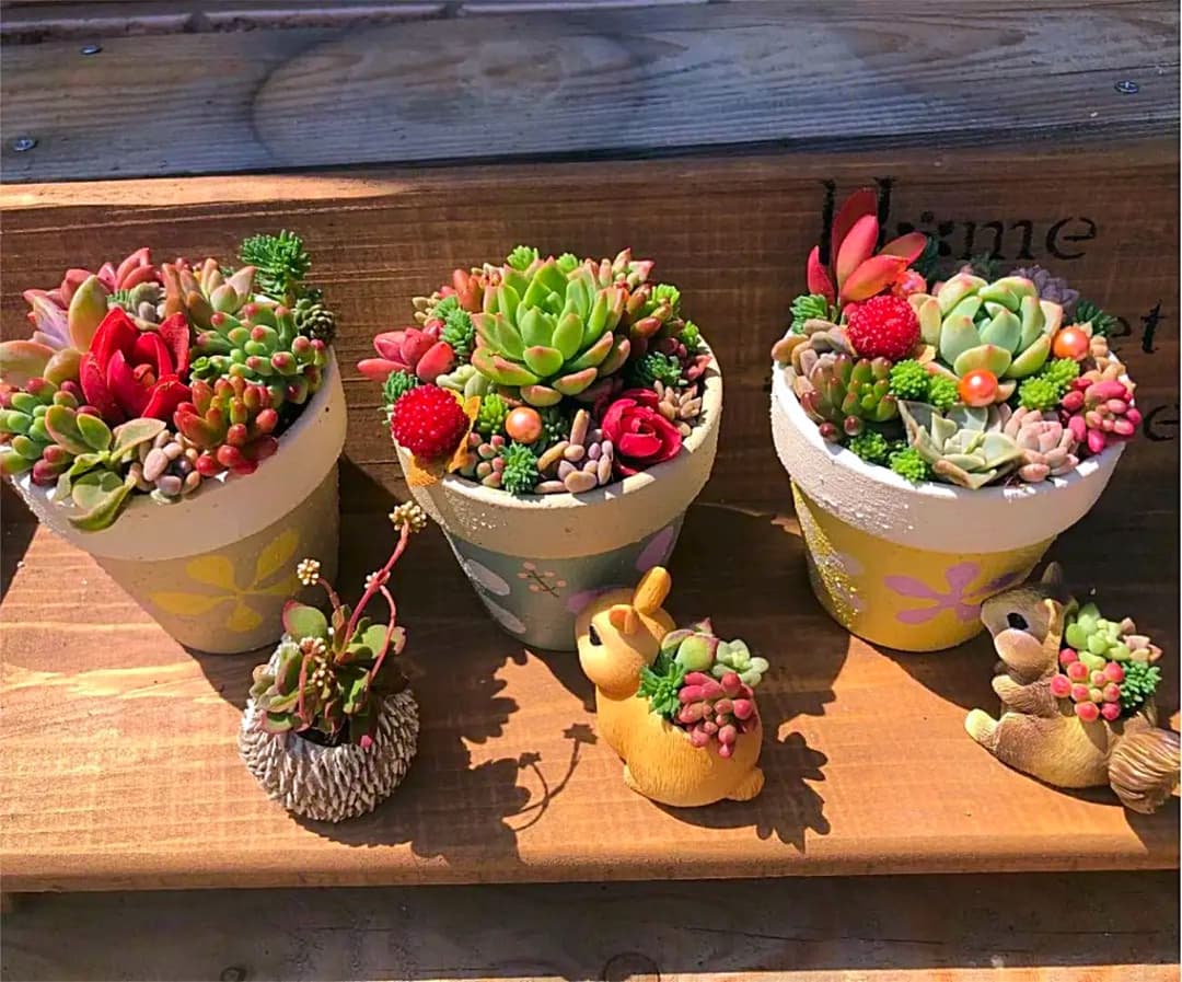 コメント専用です！多肉植物の寄せ植え◡̈⃝︎