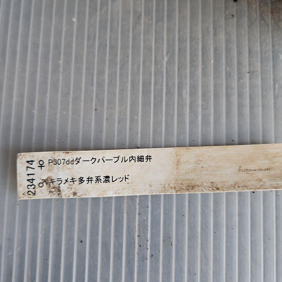 Sh様ご購入苗㉖-515クリスマスローズ