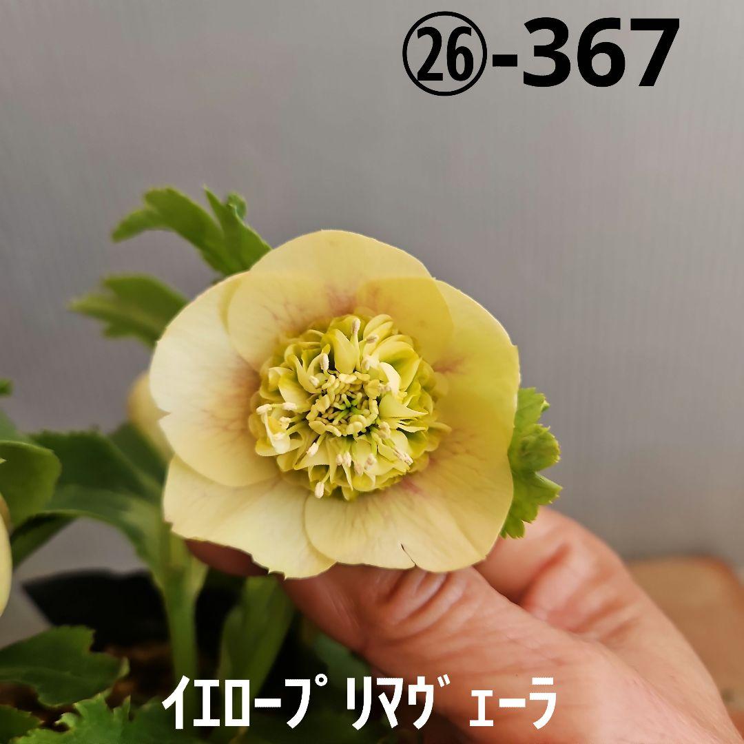 ★ぱぺこ様お取り置き苗㉖-367クリスマスローズ