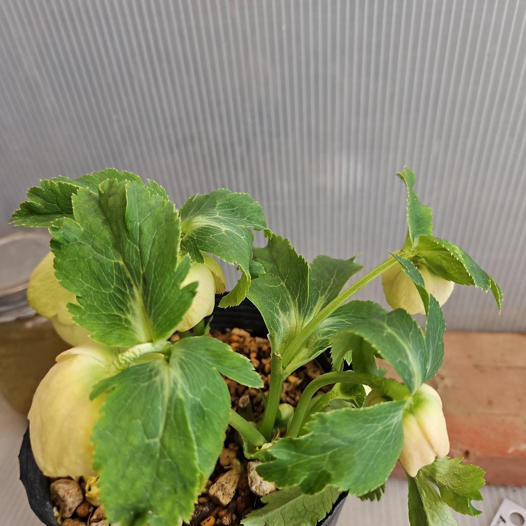 ★ぱぺこ様お取り置き苗㉖-367クリスマスローズ