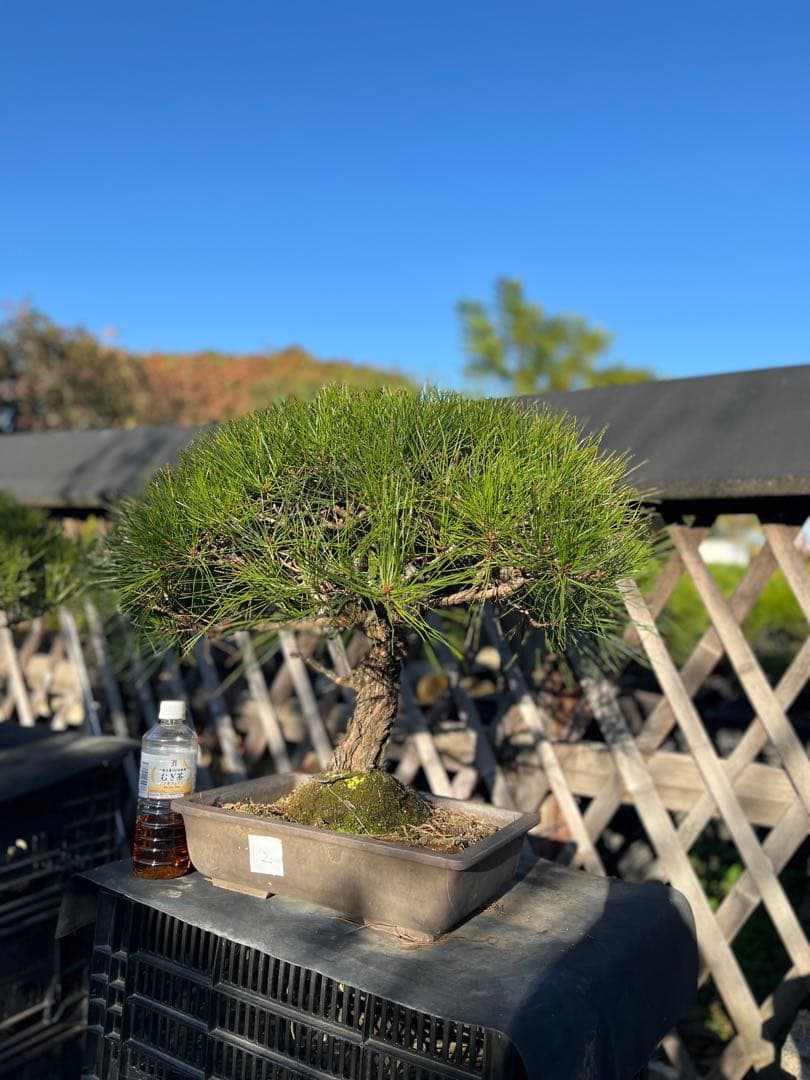 赤松　中品　極上　格安　樹齢約35年