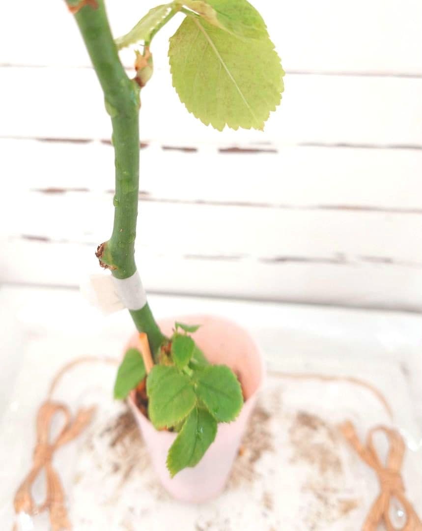 ❀専用❀　バラ　苗　切り花品種　b