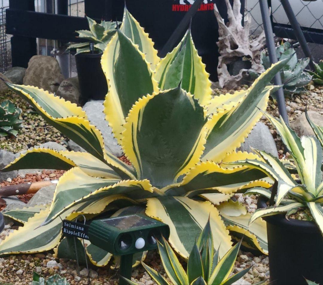 アガベ　サルミアナ　リップルエフェクト　美形