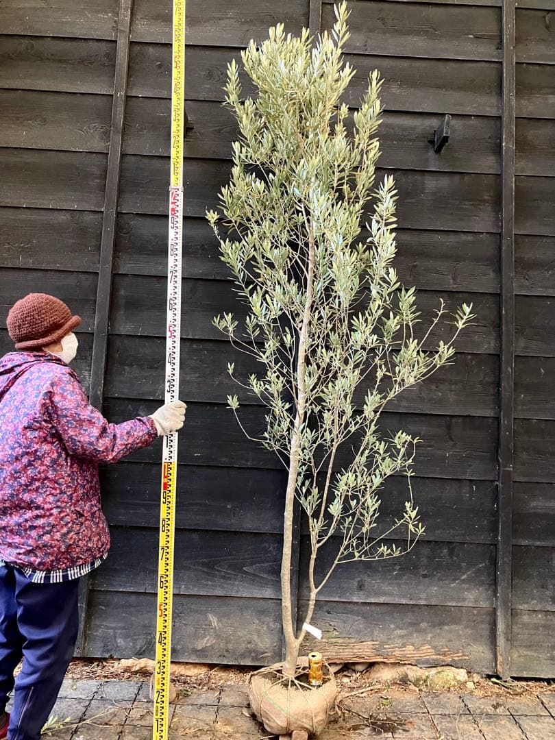 1 オリーブの木　シプレッシーノ