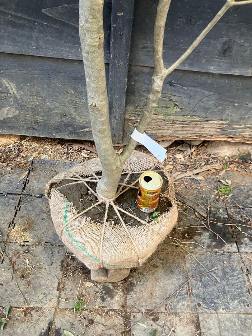 1 オリーブの木　シプレッシーノ