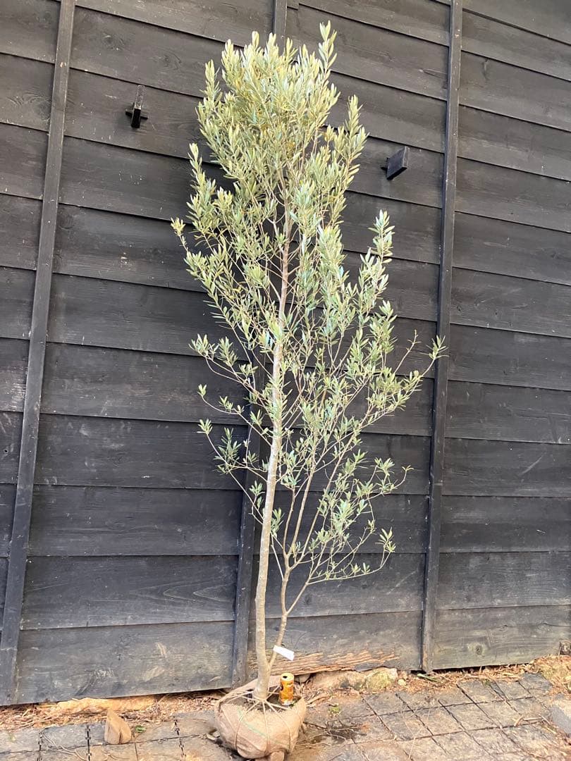 1 オリーブの木　シプレッシーノ