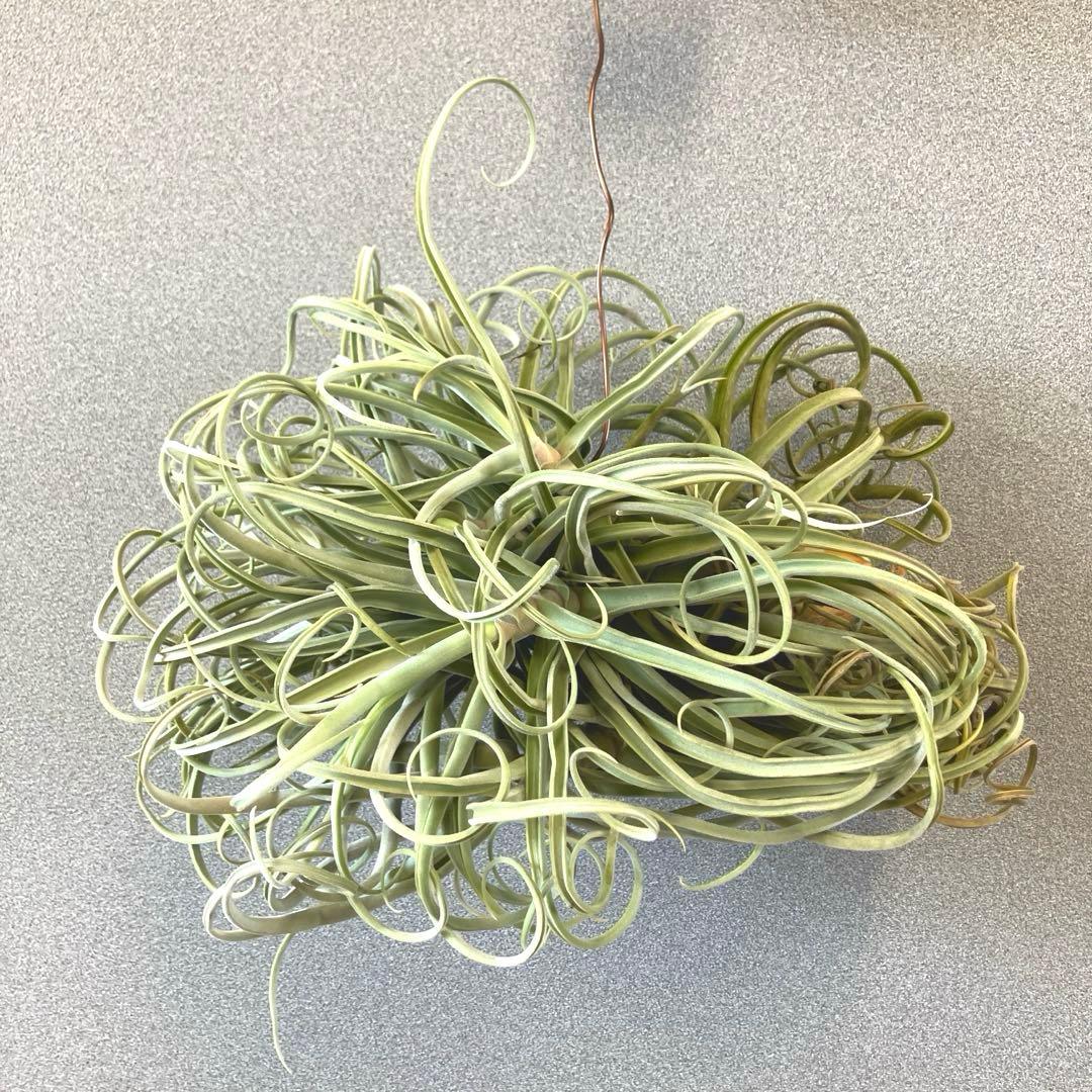 超希少❗️チランジア　ストレプトカルパ　群生✨