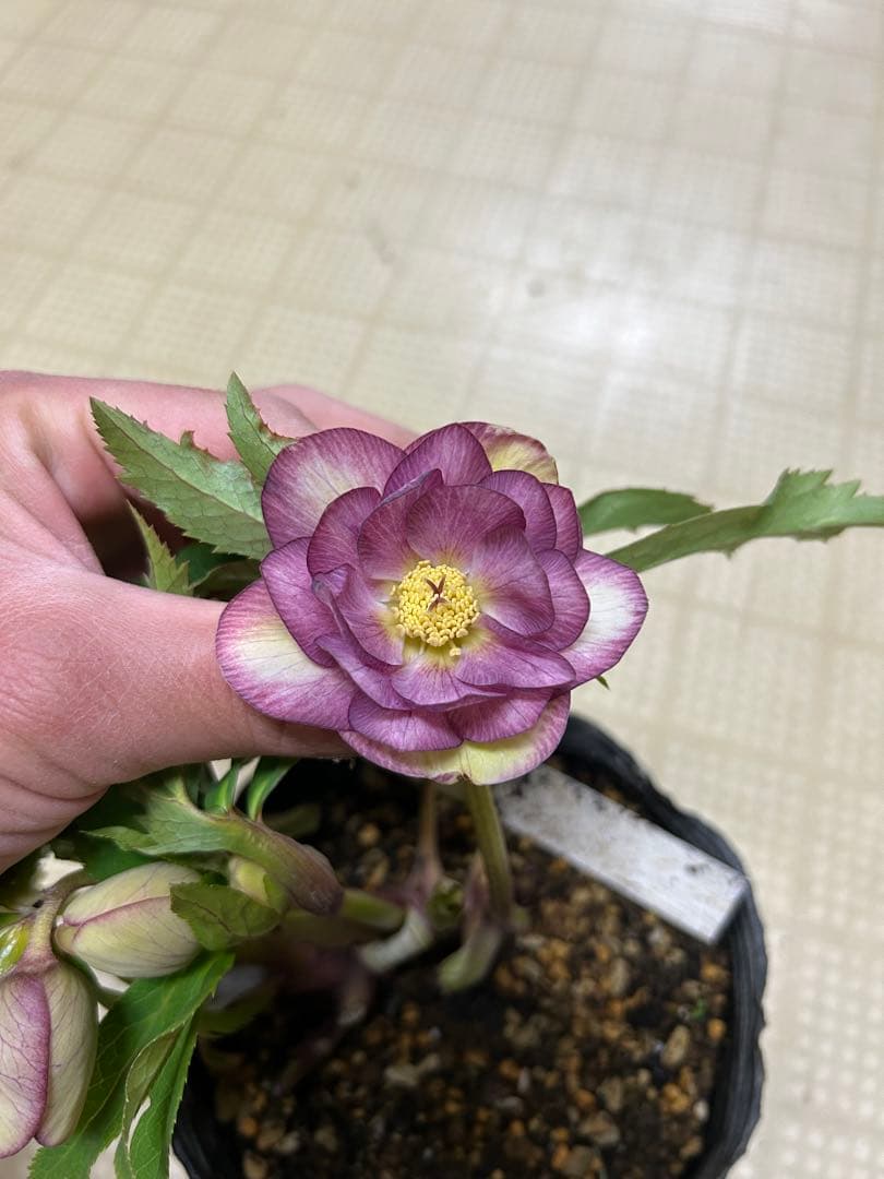 ??? 加藤農園 クリスマスローズ同梱可能