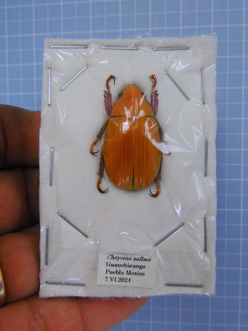 メキシコ産　サリーキンイロコガネ　24mm