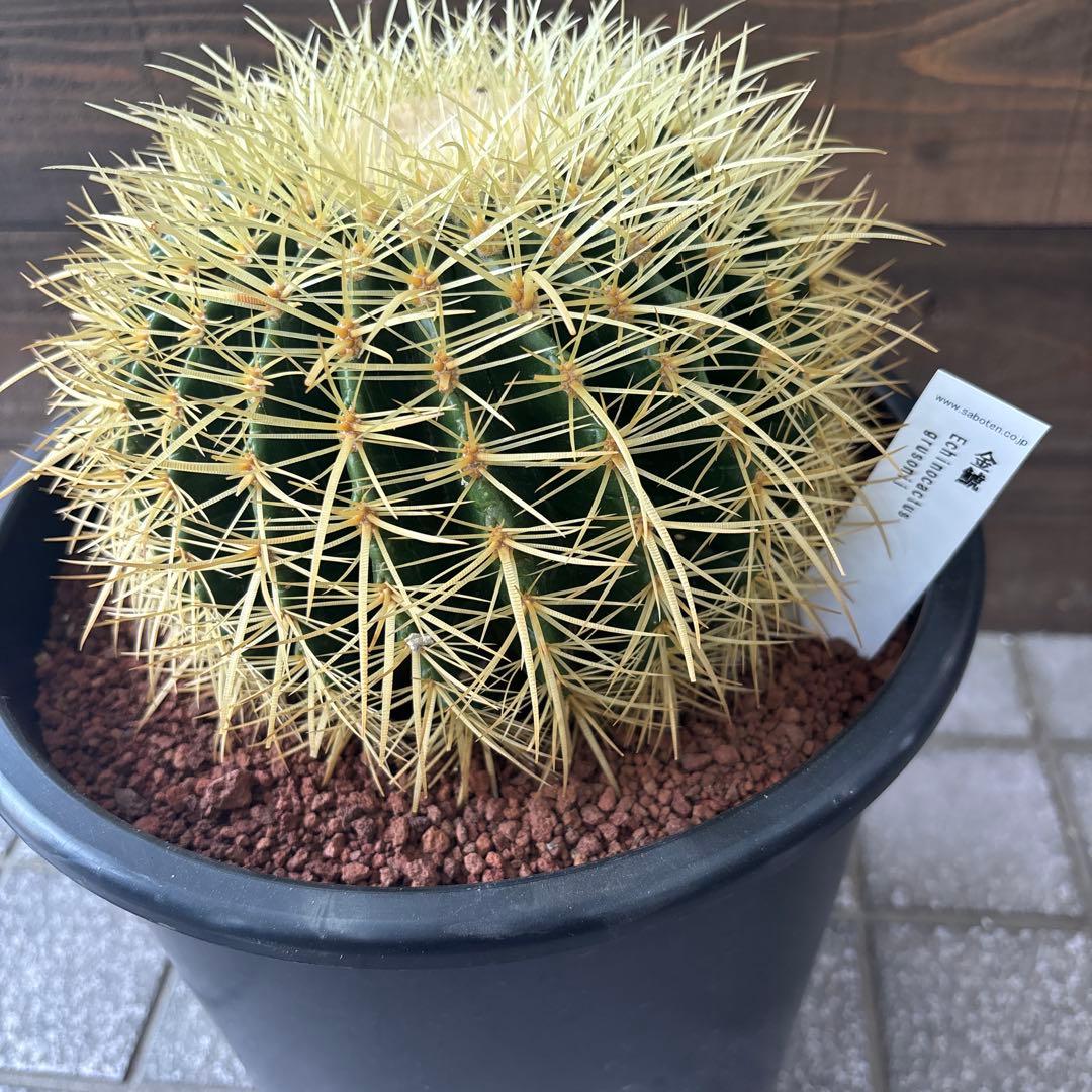 キンシャチ　サボテン　金鯱　8号寸　ロックガーデン