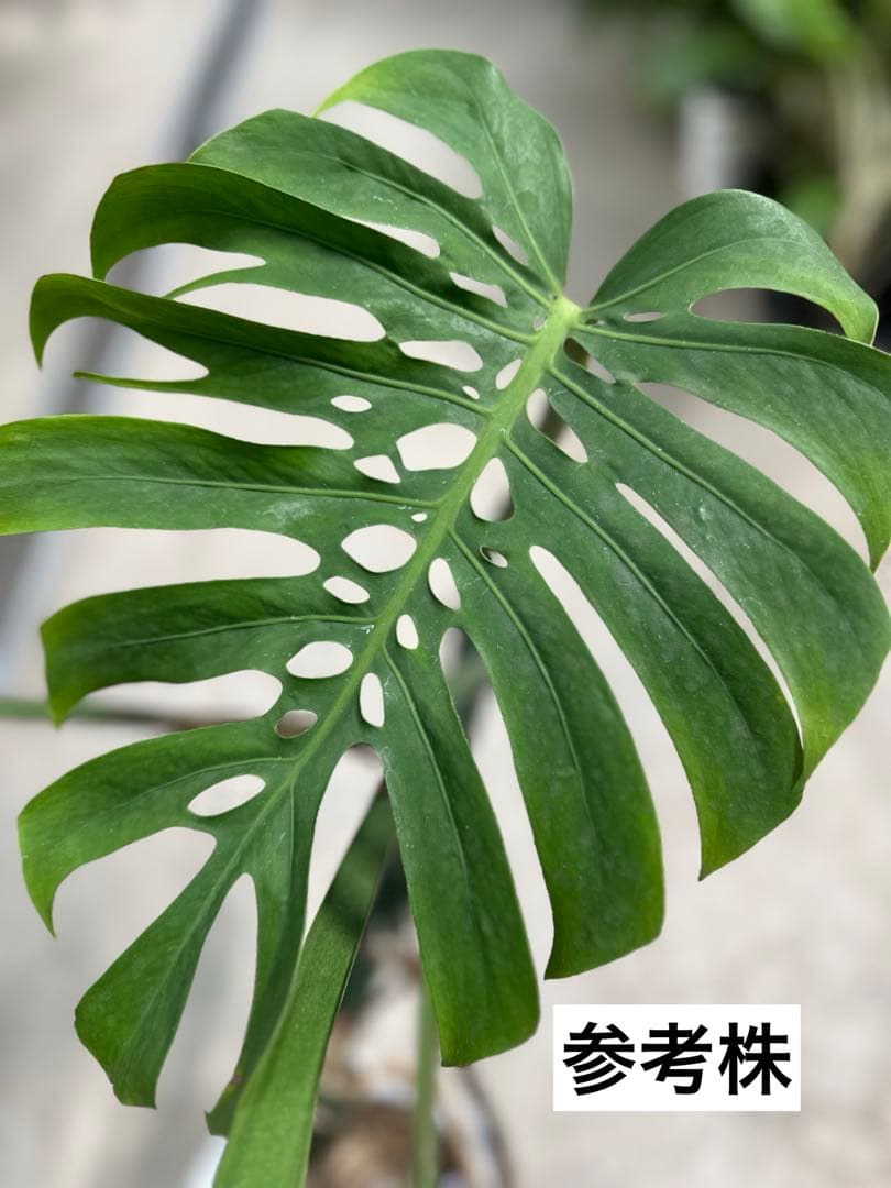 モンステラ マクロコズム