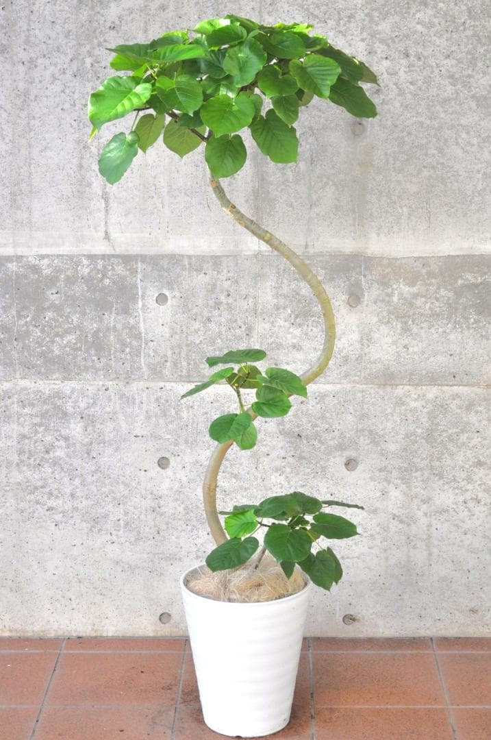 フィカス ウンベラータ 10号150cm S-shaped tree form