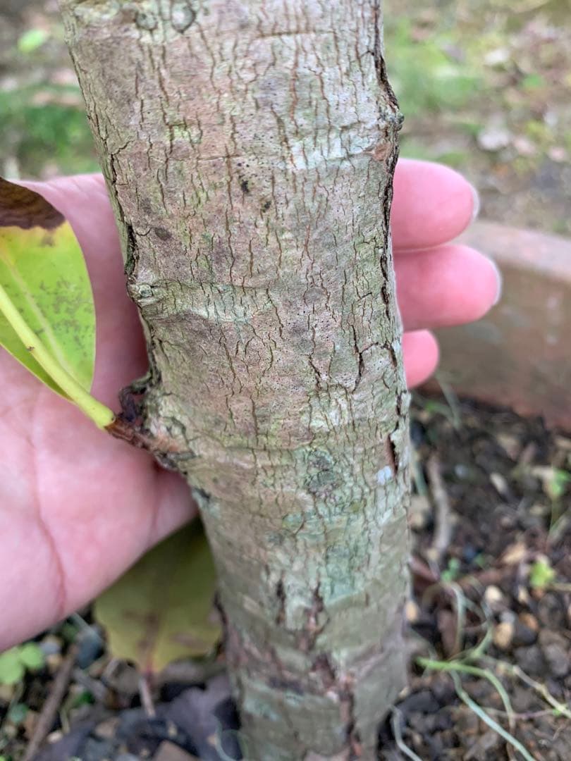 去年実たくさんなりました！超特大　台湾白玉レンブ　白玉蓮霧
