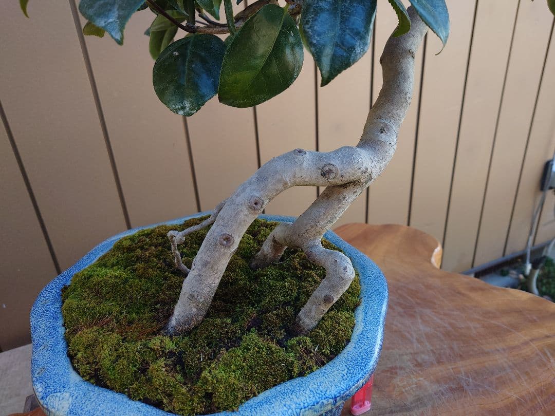 盆栽　藪椿　鉢・義村秀峰　樹高56cm