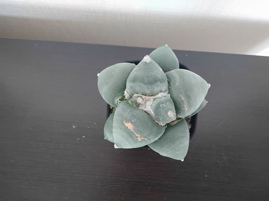 サボテン アリオカルプス 大疣青磁牡丹