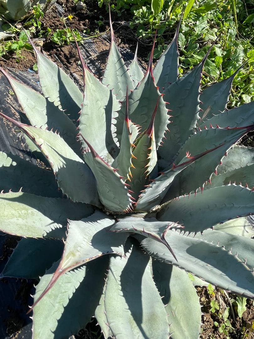 アガベ　パリーハイブリッド