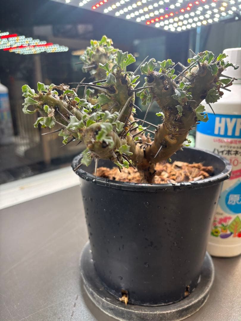 美形　特大　選抜　サルコカウロン　クラシカウレ　塊根　コーデックス