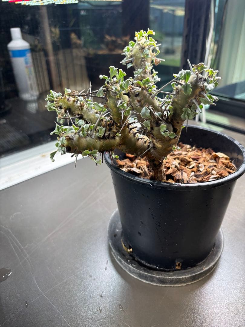 美形　特大　選抜　サルコカウロン　クラシカウレ　塊根　コーデックス