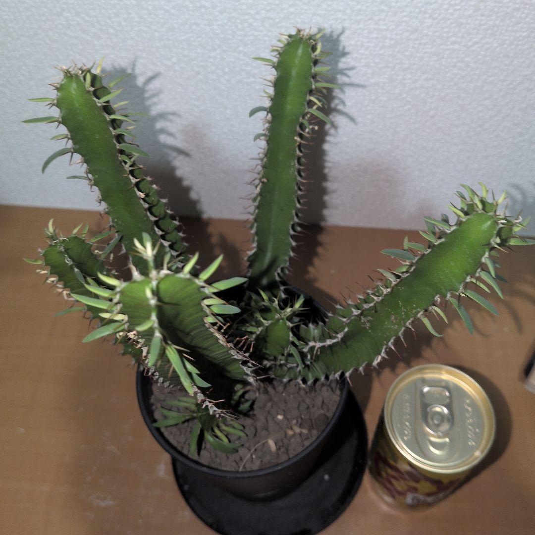 ユーフォルビア　ムランジーナ　大株 木質化　良型　（鉢付き)