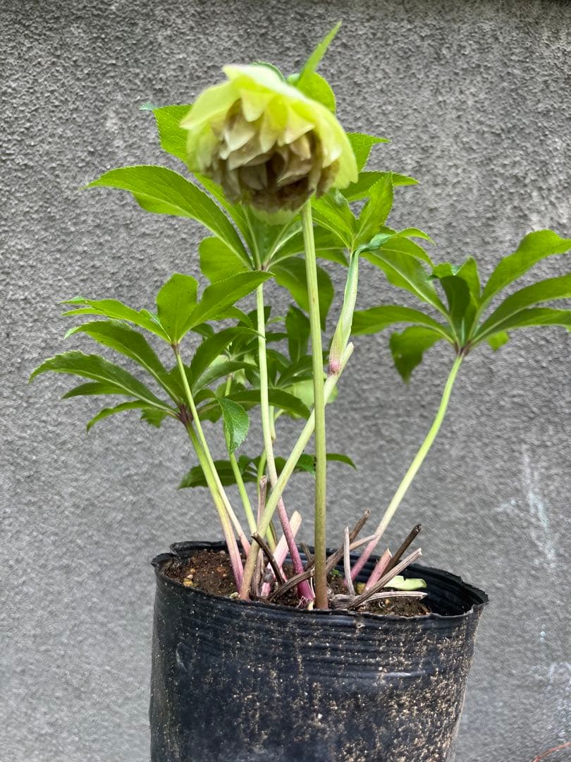 超多弁　ホワイト